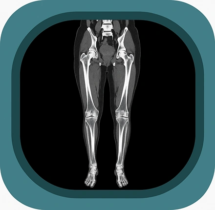 CT lower limb anatomy icon